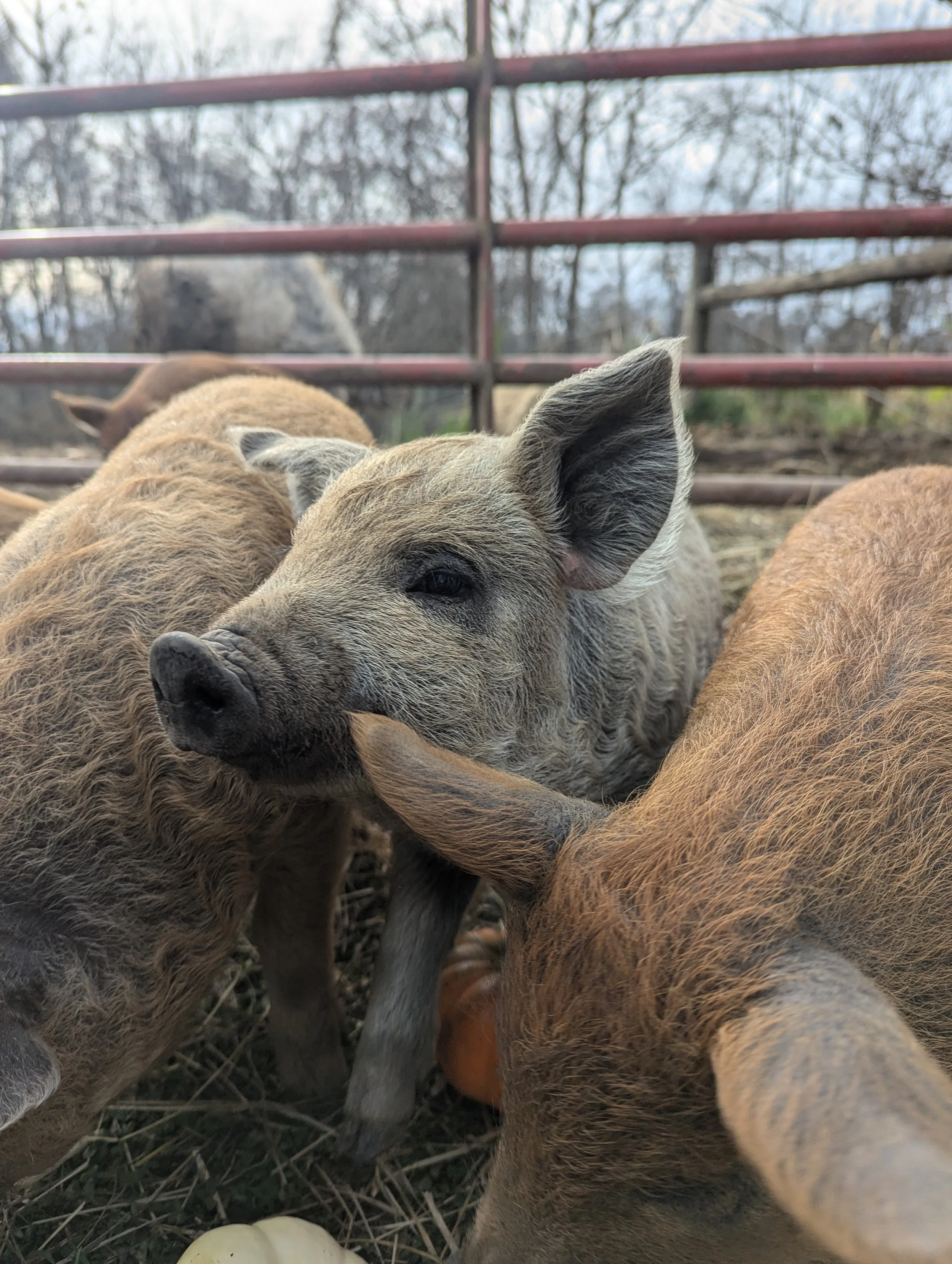 Wooly Pig Farm Brewery in Fresno, OH (4)