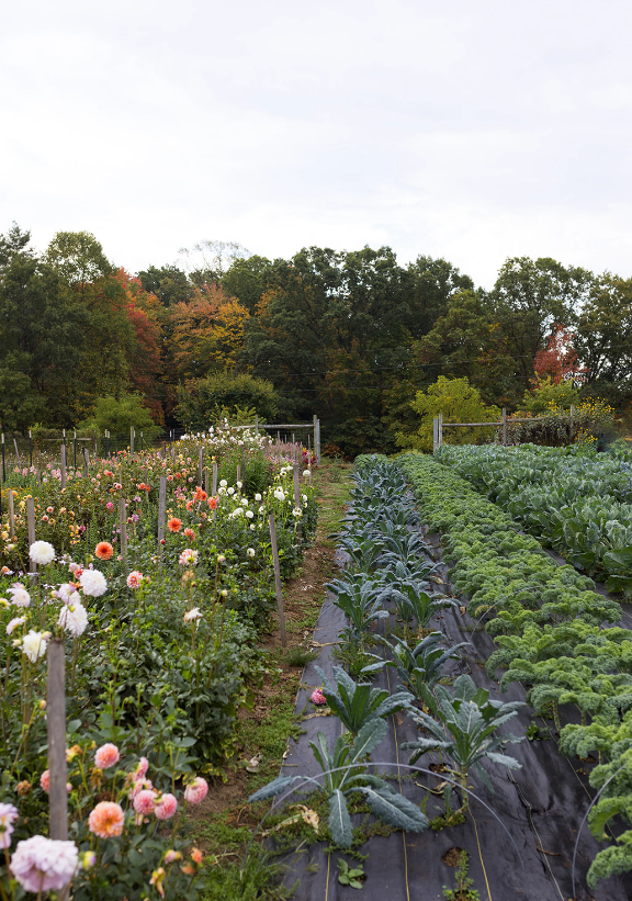 New Roots Community Farm in Fayetteville, WV (5)