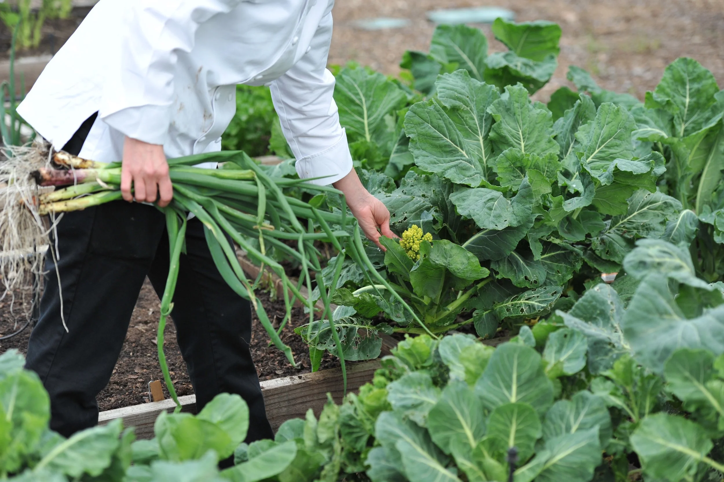 Chef L Custom Culinary Experiences in Bolinas, CA (2)