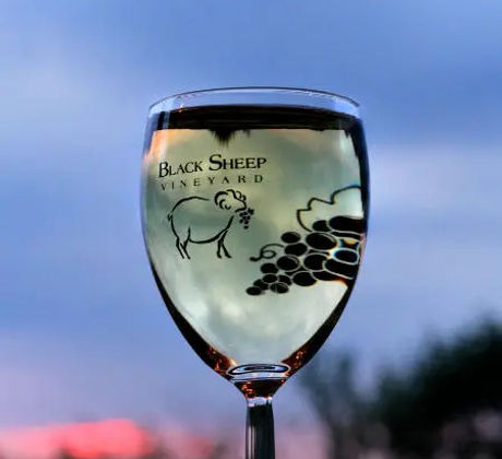 Black Sheep Vineyard Inc. in Adena, OH (2)
