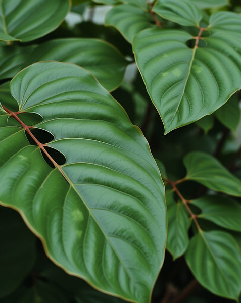 EOS Botanica in Pembroke, NC (4)