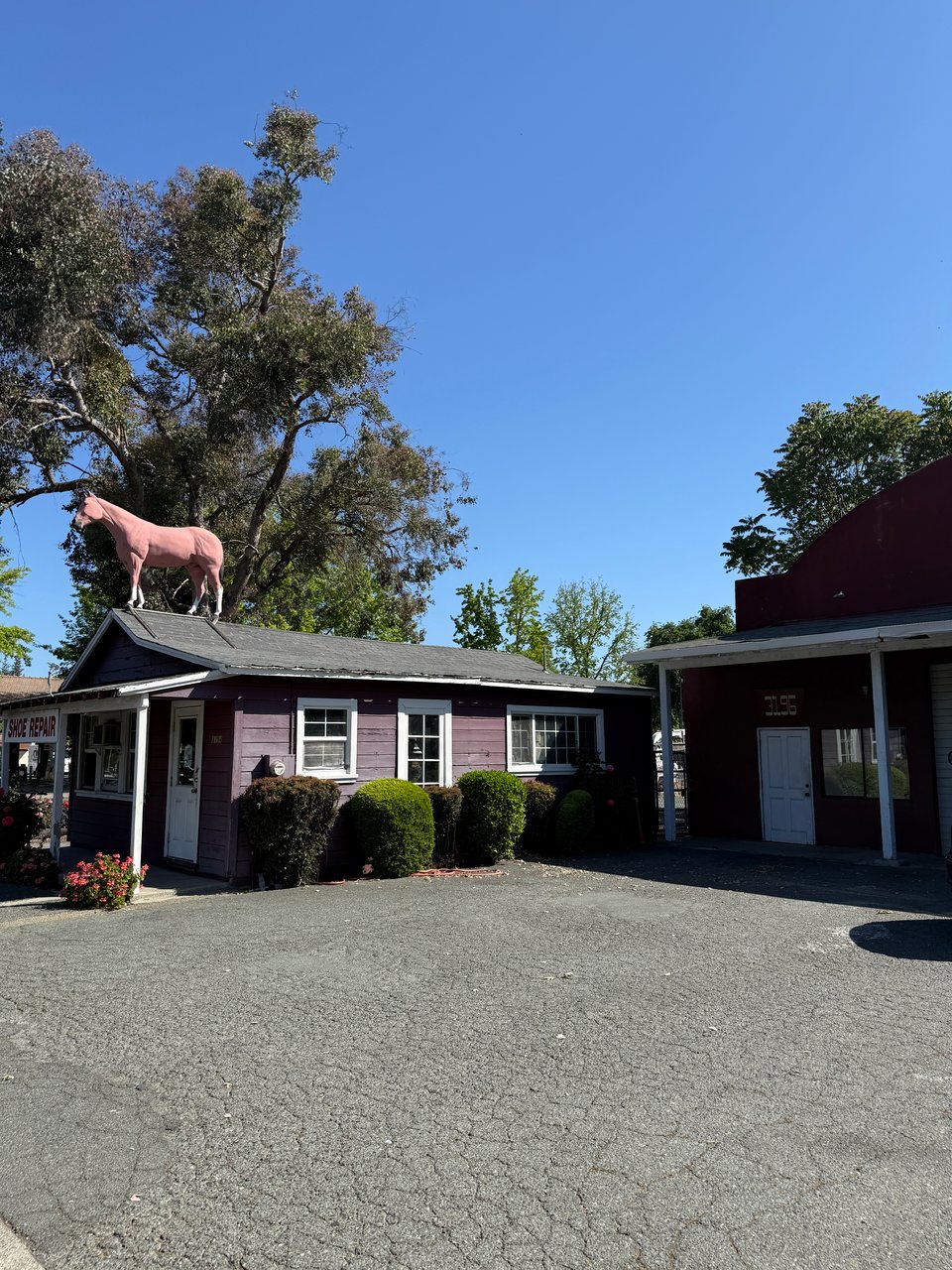 Dea Campbell in Alamo, CA