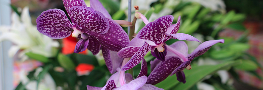 Sanibel Island Farmers Market in Sanibel, FL (5)