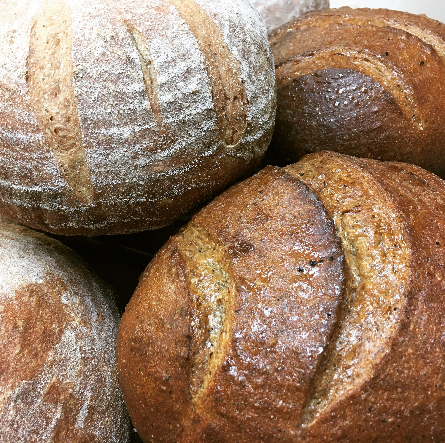 Novel Breads Co. in Mars, PA