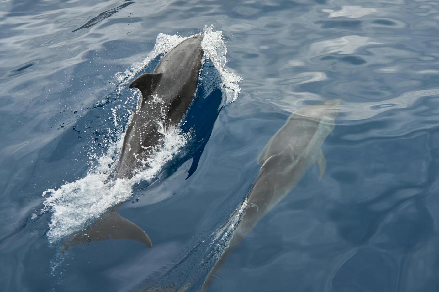 Breakaway Cruises in South Padre Island, TX (2)