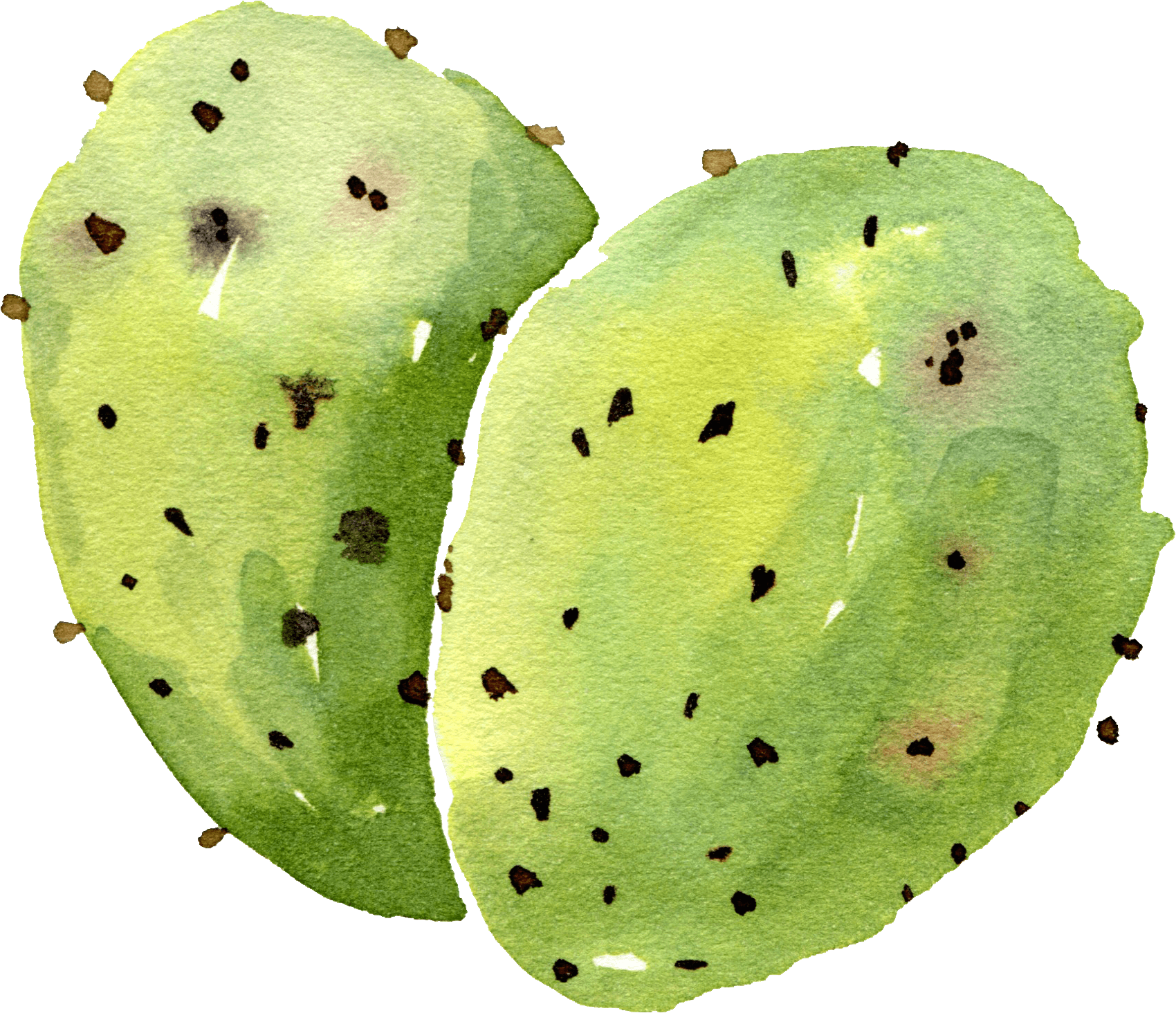 Cactus Blue in Emmaus, PA (2)