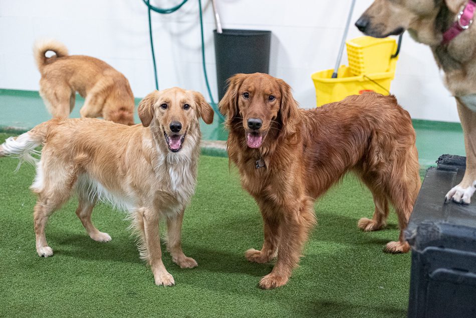 Spa Paw & Tail Premier Pet Resort in New Berlin, WI (4)