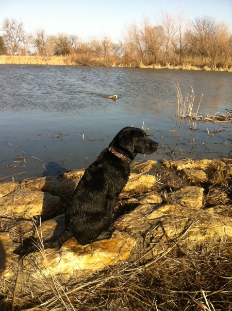 Rockin' B Labradors in Alvord, TX