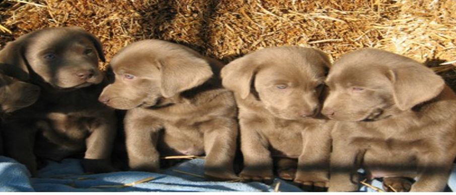 Rockin' B Labradors in Alvord, TX (2)