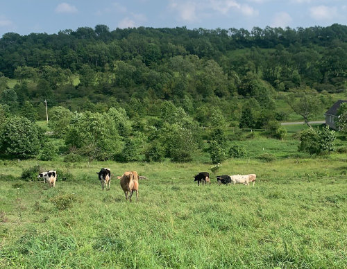 God's Country Creamery in Ulysses, PA (2)