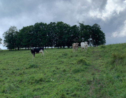 God's Country Creamery in Ulysses, PA (4)