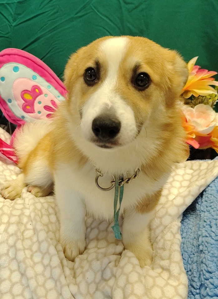 Humane Society of Stark County in Louisville, OH (3)