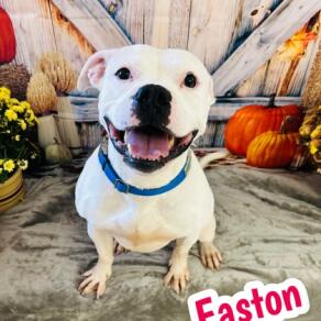 Humane Society of Stark County in Louisville, OH (5)