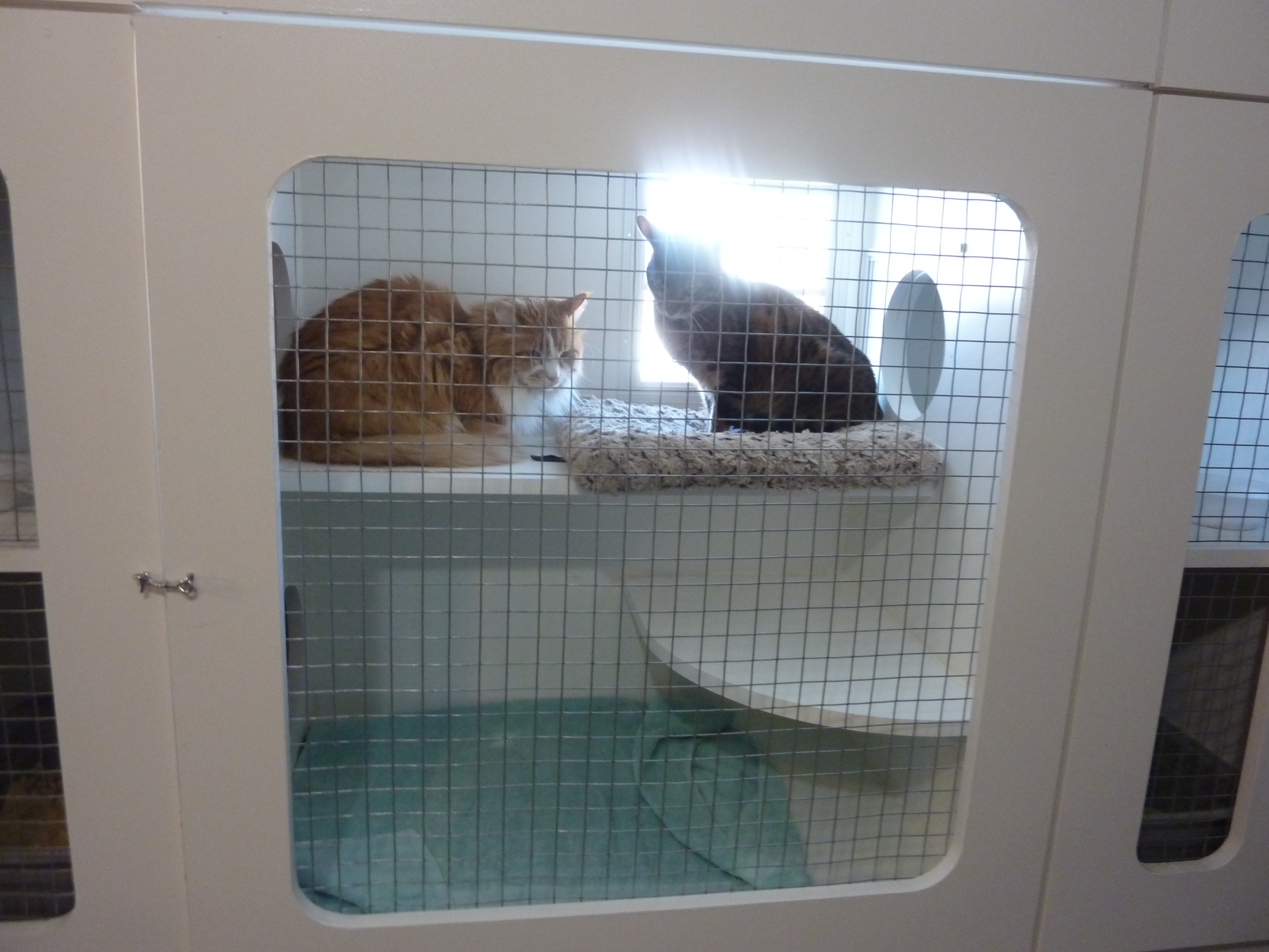 Happy Cats Retreat in Apex, NC