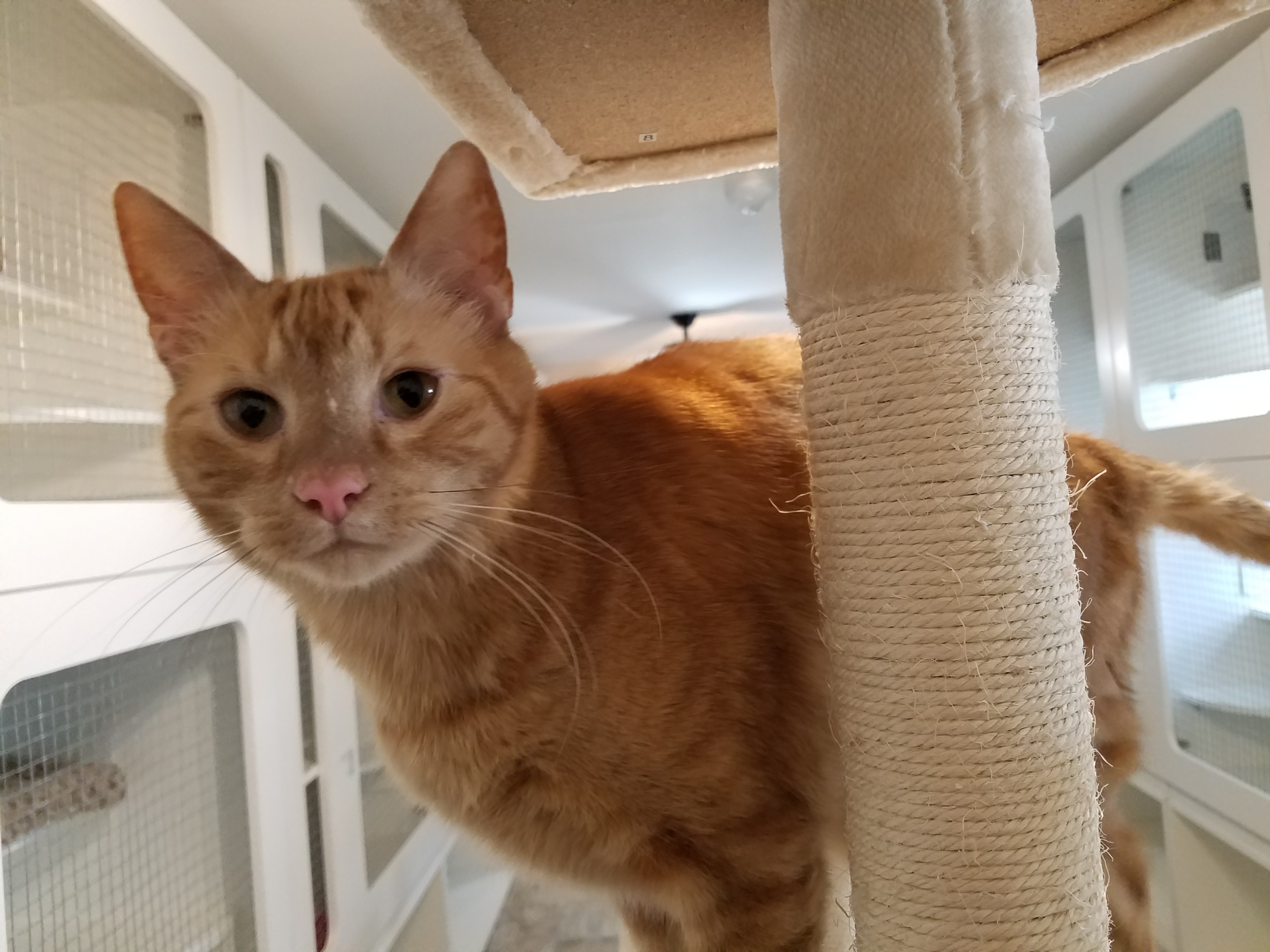 Happy Cats Retreat in Apex, NC (2)