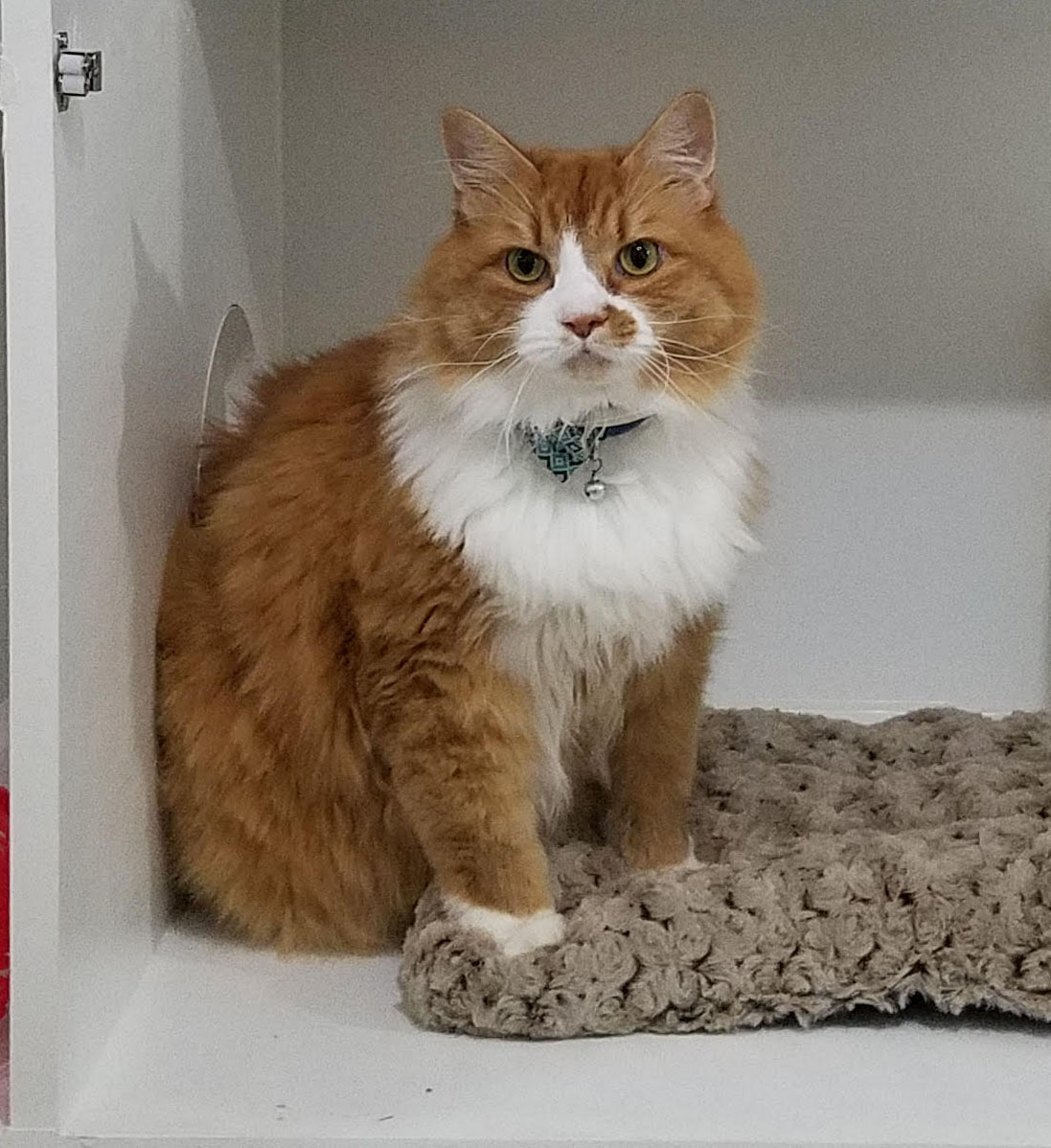 Happy Cats Retreat in Apex, NC (4)