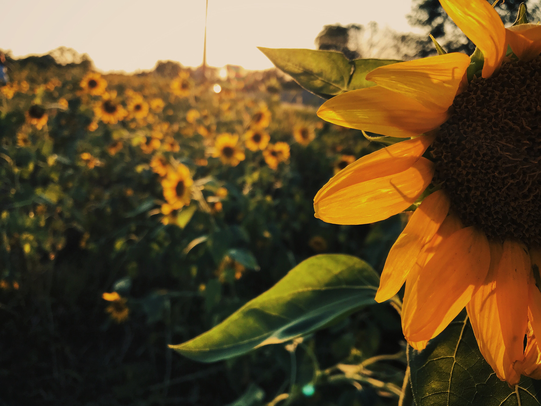 Sunflower Tax Service in Sabina, OH