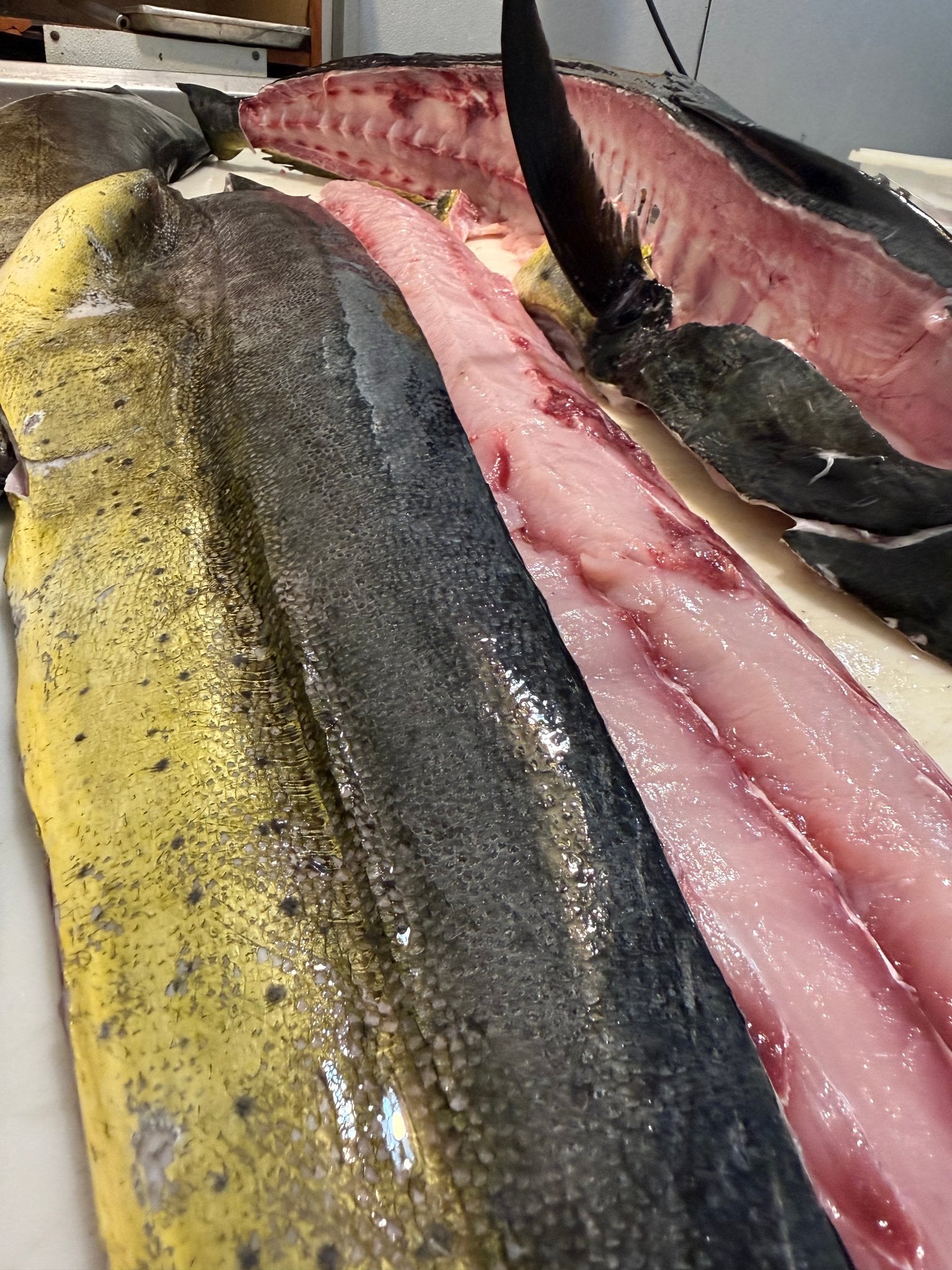 Fresh & Wild Fish Market & Restaurant in Hallandale Beach, FL (3)