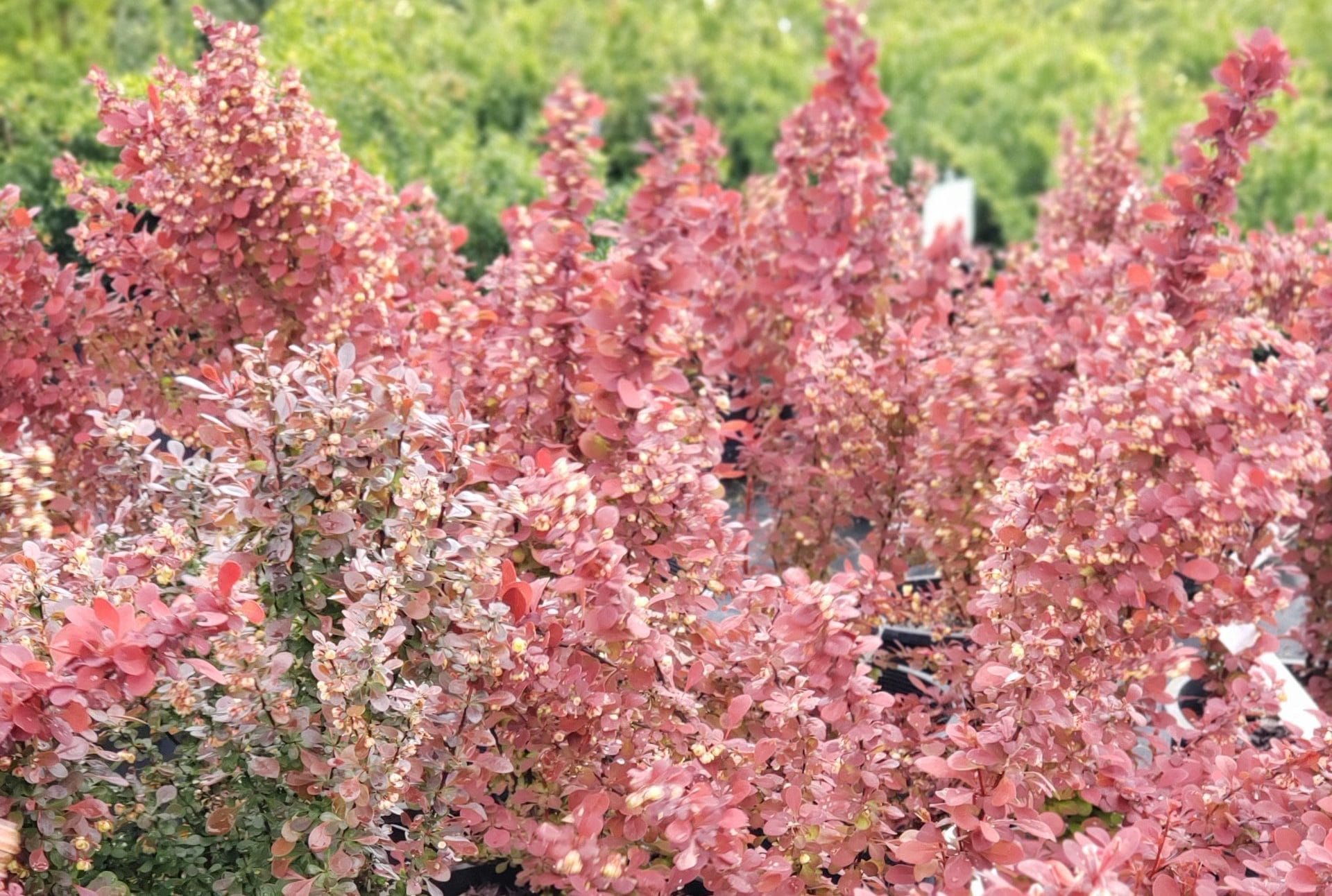 Carefree Lawn Center Landscape Supply in Trenton, MI (3)