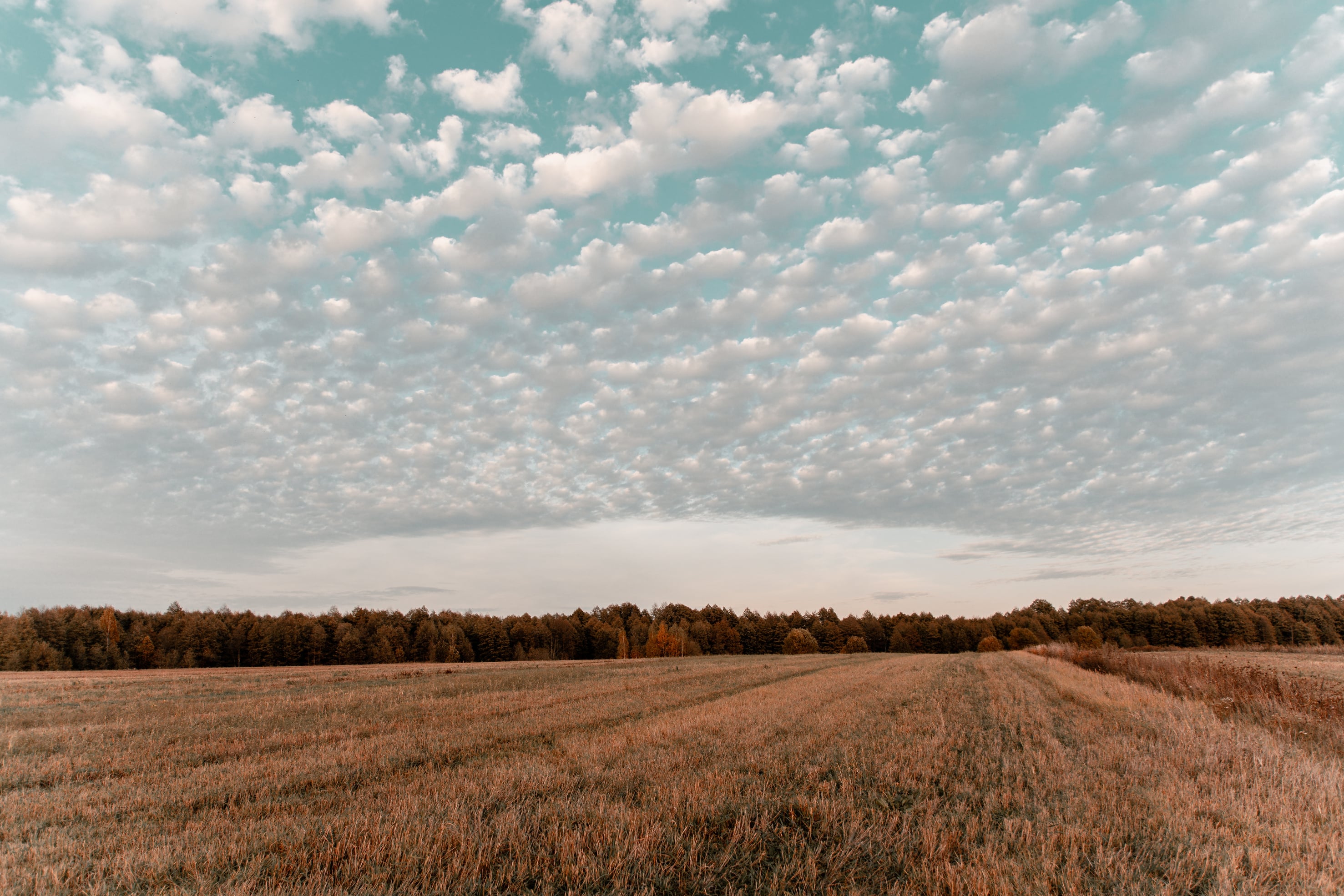 McCullar Realty Co in Baird, TX (2)