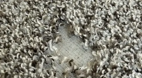S&S Carpet and Upholstery Cleaning in South Mills, NC (5)