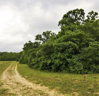 Texas Land & Homes in Franklin, TX (3)