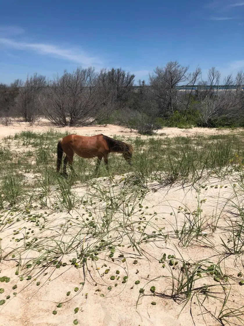 Shackleford Wild Horse and Shelling Safari in Beaufort, NC