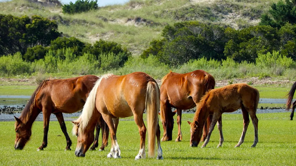 Shackleford Wild Horse and Shelling Safari in Beaufort, NC (3)
