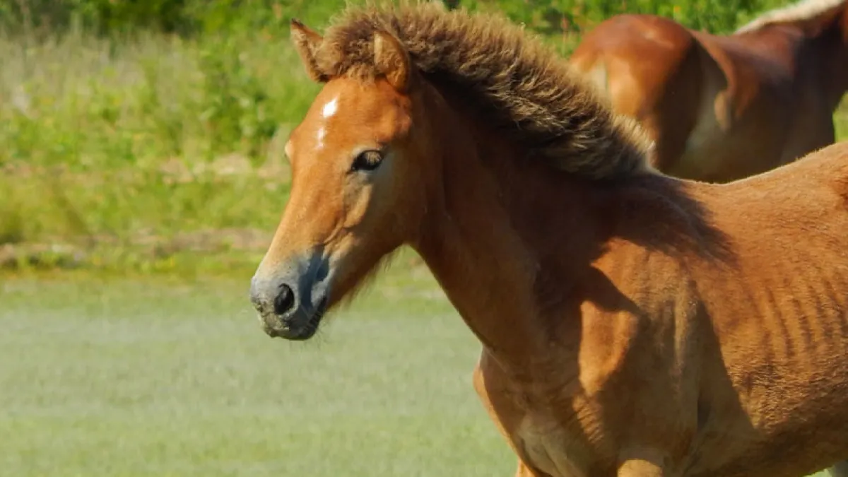 Shackleford Wild Horse and Shelling Safari in Beaufort, NC (6)