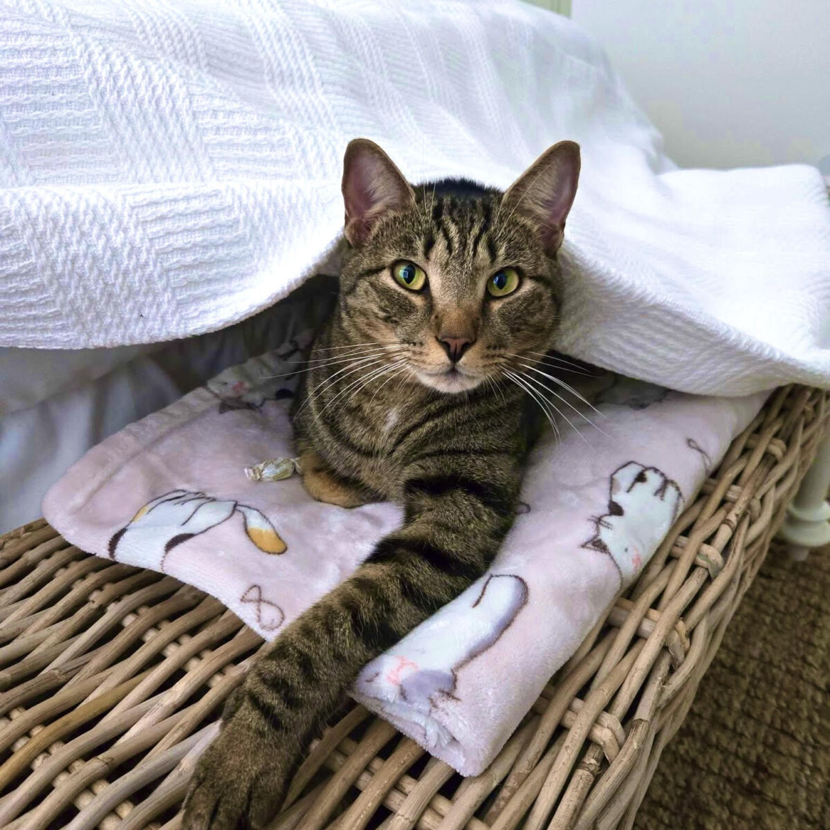 H.A.L.O. No-Kill Rescue Shelter in Sebastian, FL (5)
