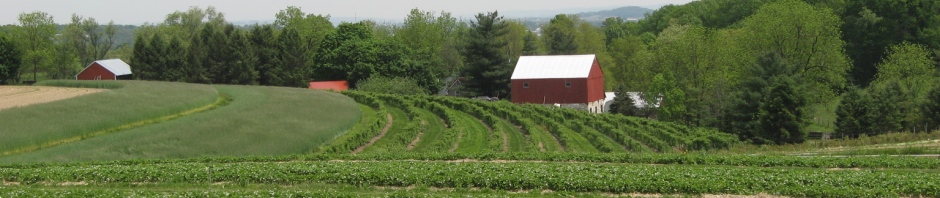 Shenk's Berry Farm in Lititz, PA