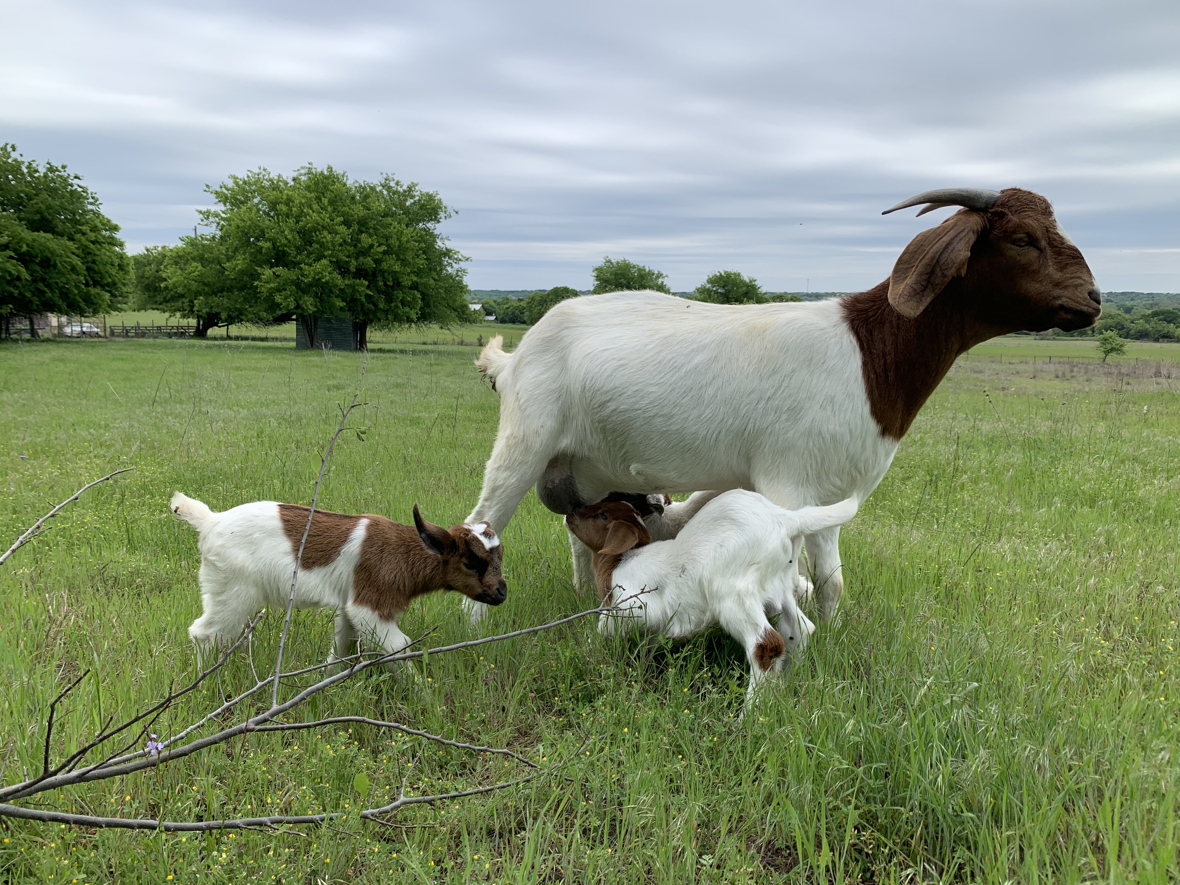 Kimball Real Estate in Aledo, TX (2)