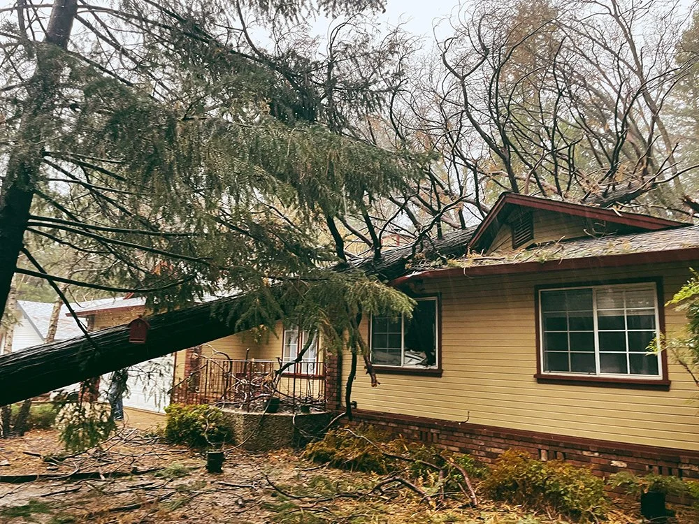 Crossfire Tree & Vegetation Services in Forest Ranch, CA (5)