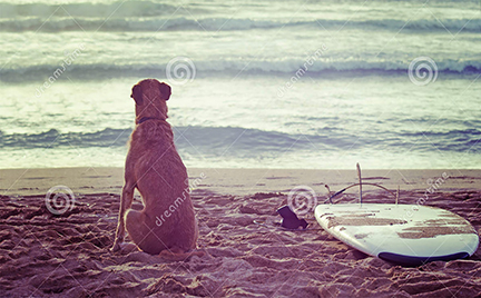SurfDog Bites & Brews in Surf City, NC (3)