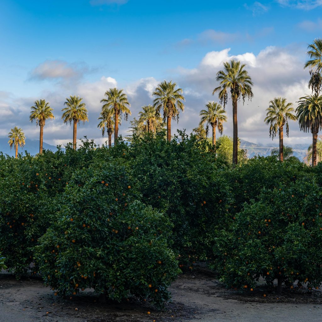 Brush Realty in Escondido, CA (3)