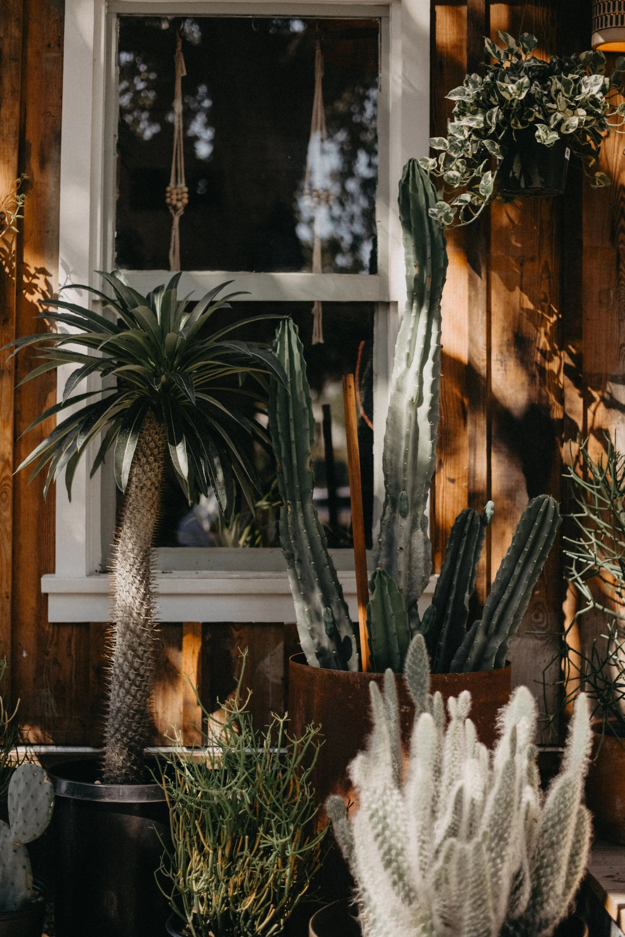 Cosmic Plant Company in New Braunfels, TX