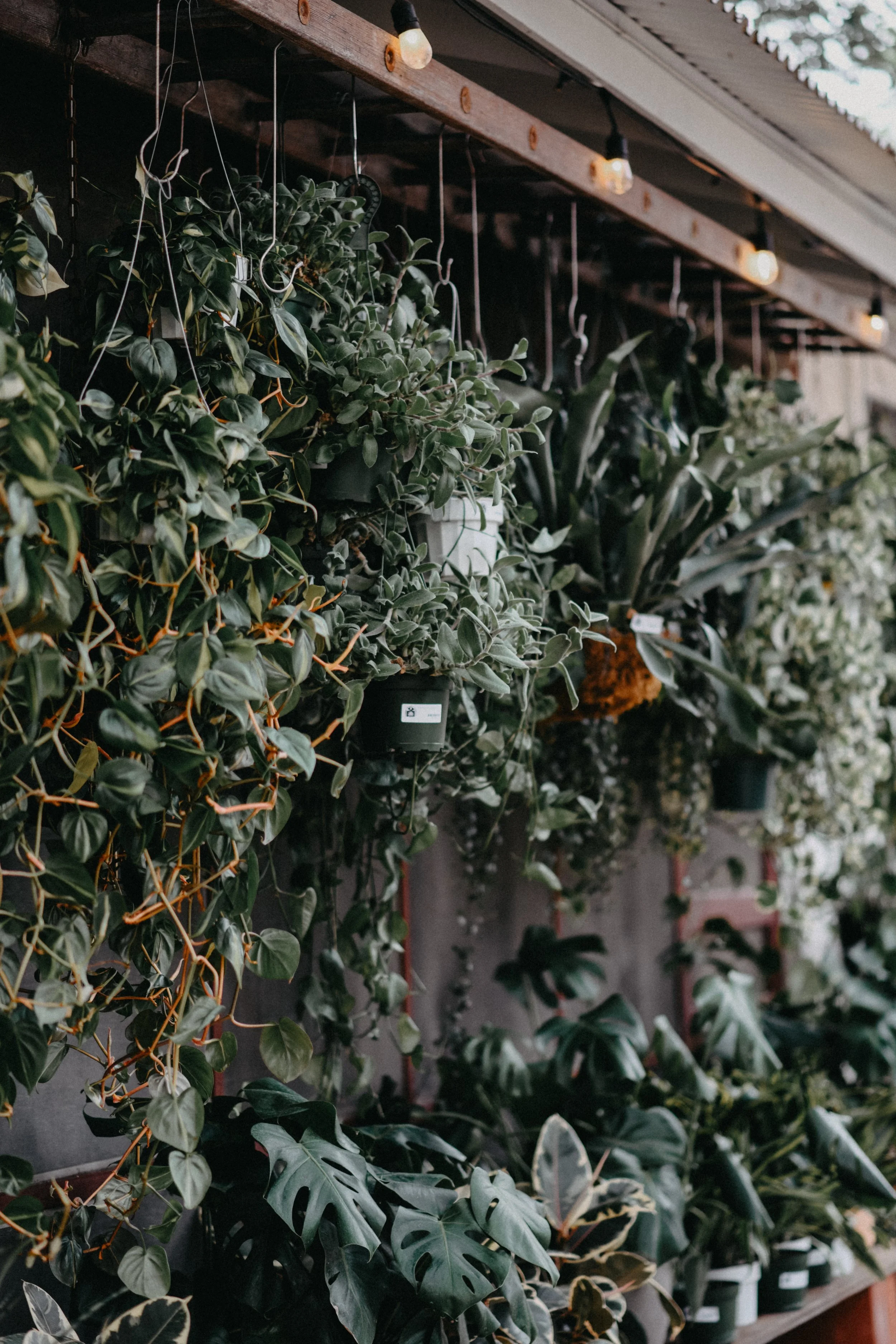 Cosmic Plant Company in New Braunfels, TX (2)