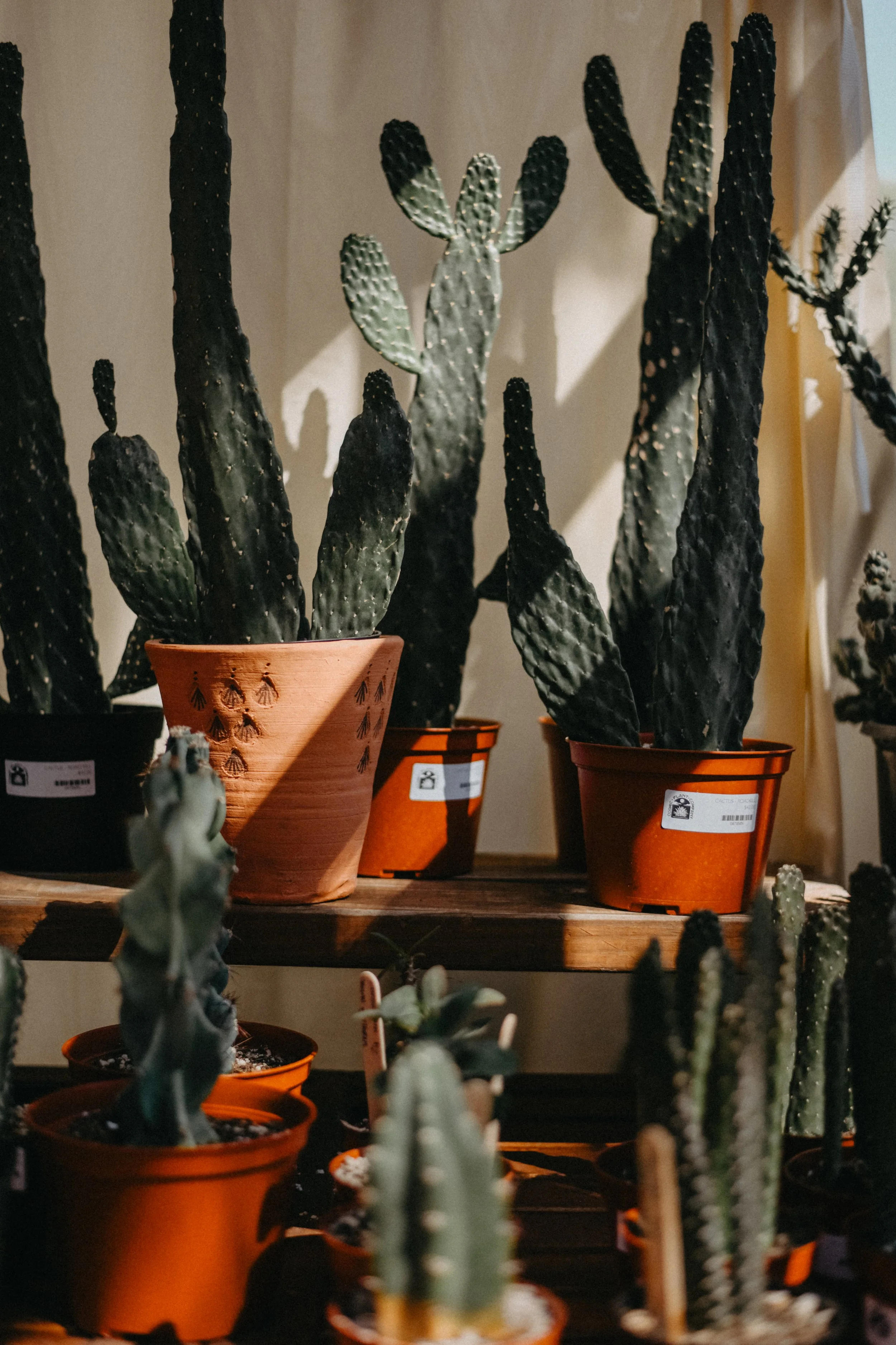 Cosmic Plant Company in New Braunfels, TX (3)