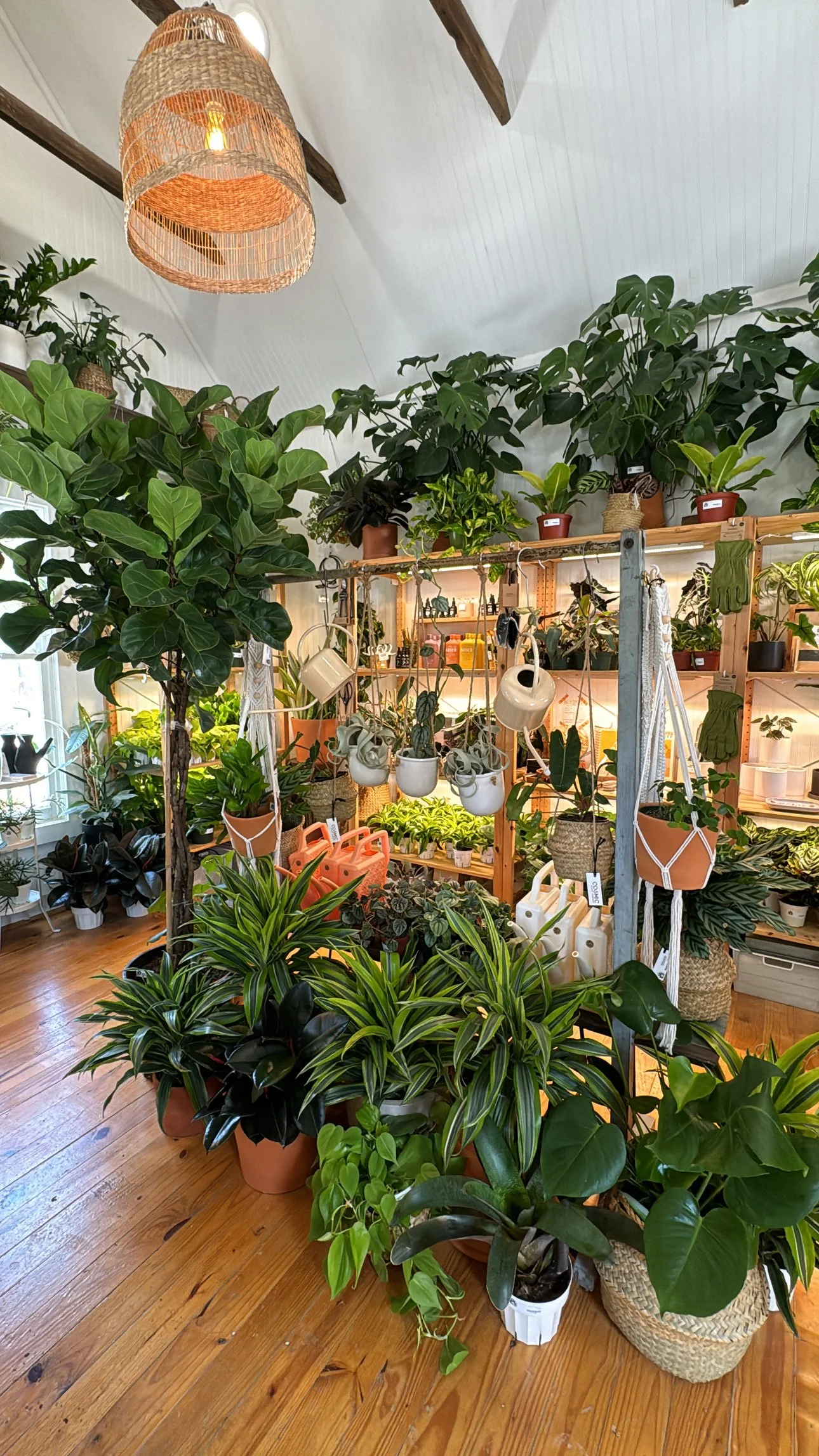Cosmic Plant Company in New Braunfels, TX (6)