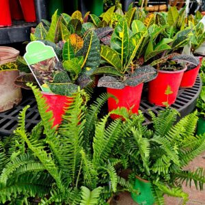 Mason Farms Country Market in Erie, PA (4)