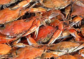 Chester River Seafood in Rock Hall, MD (2)