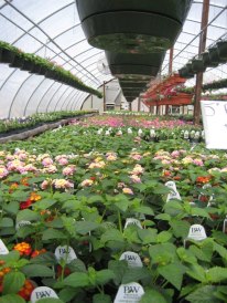Clay's Garden Center in Blackstone, VA (3)