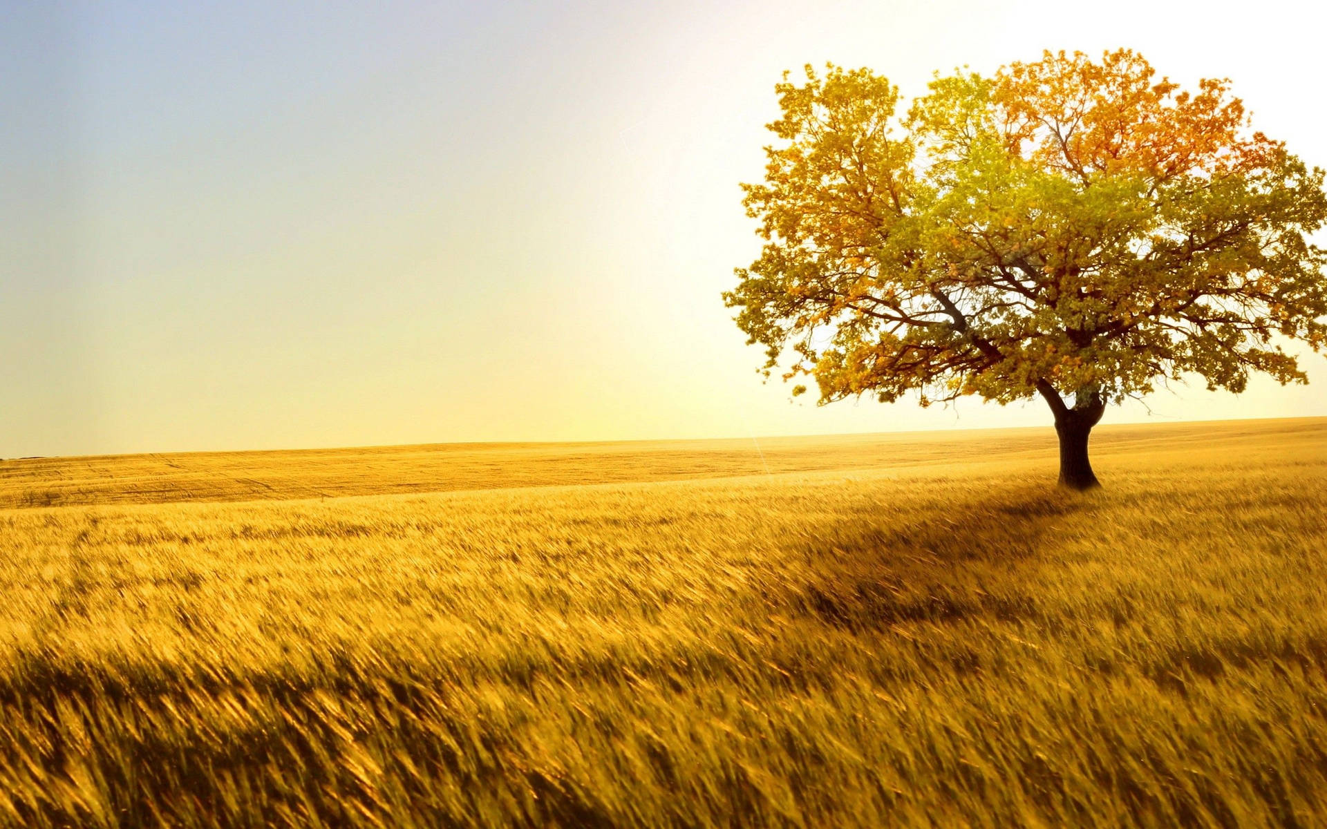 Wolf Tree Wealth Management in Grantsburg, WI (4)