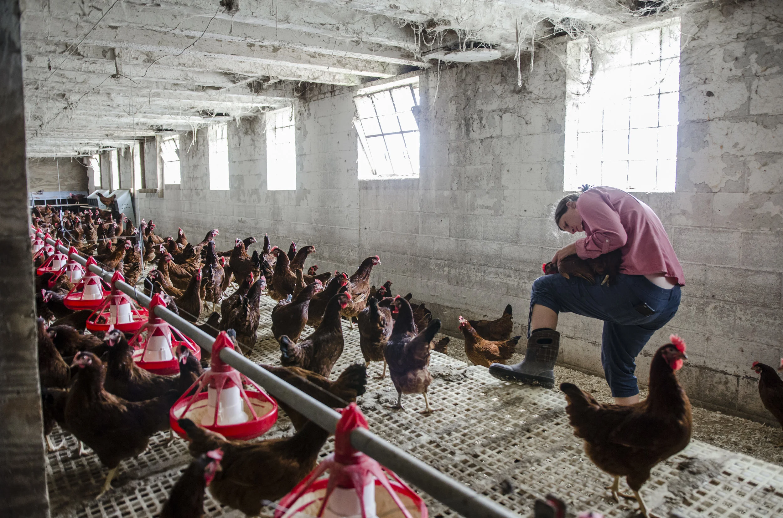 Amandas Eggs & Pasture Poultry in Elk Mound, WI (2)