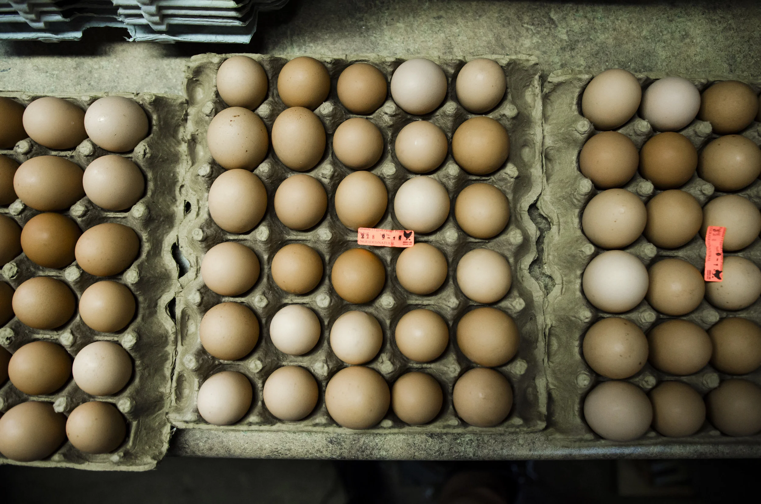 Amandas Eggs & Pasture Poultry in Elk Mound, WI (3)