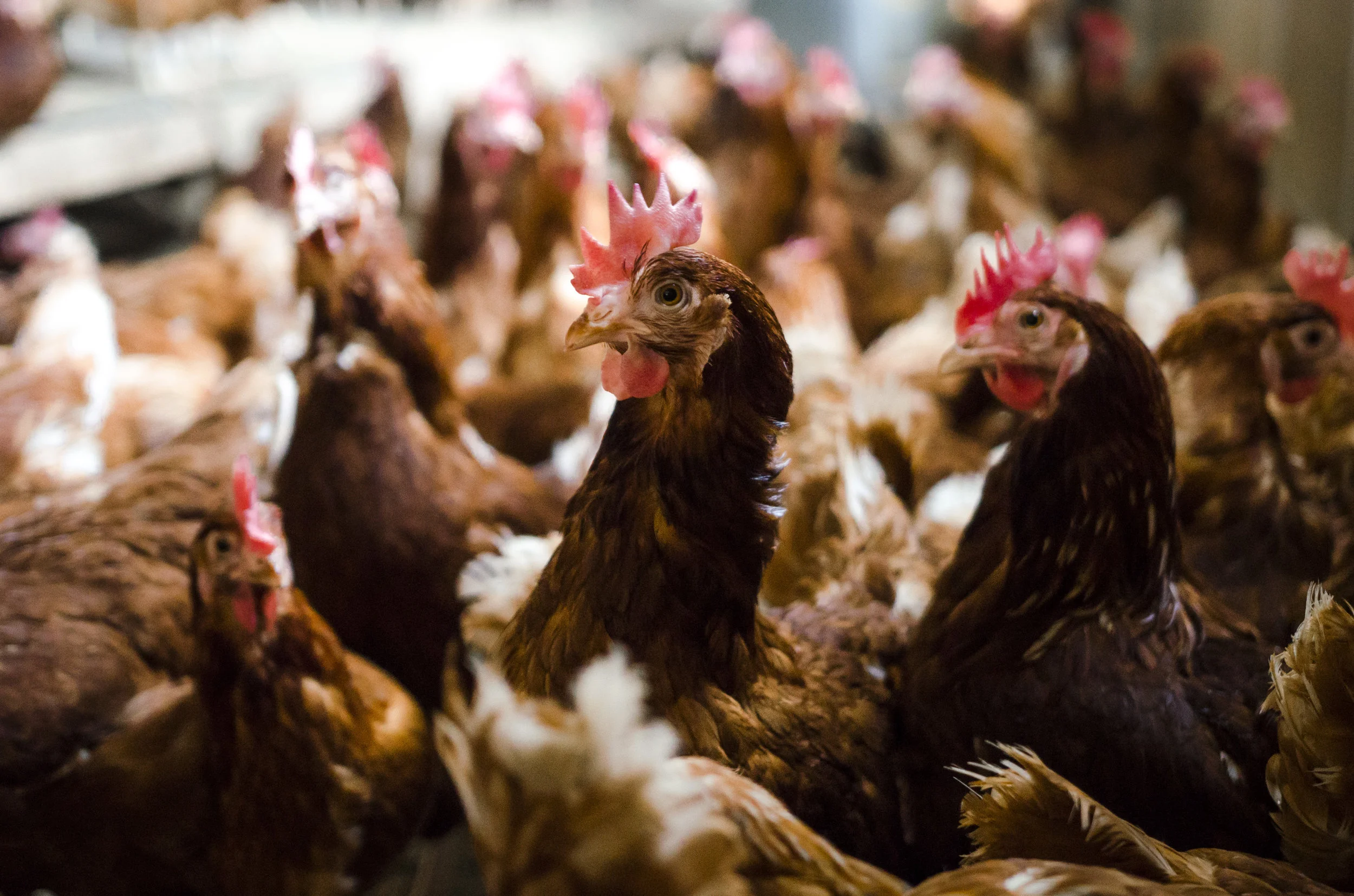 Amandas Eggs & Pasture Poultry in Elk Mound, WI (4)