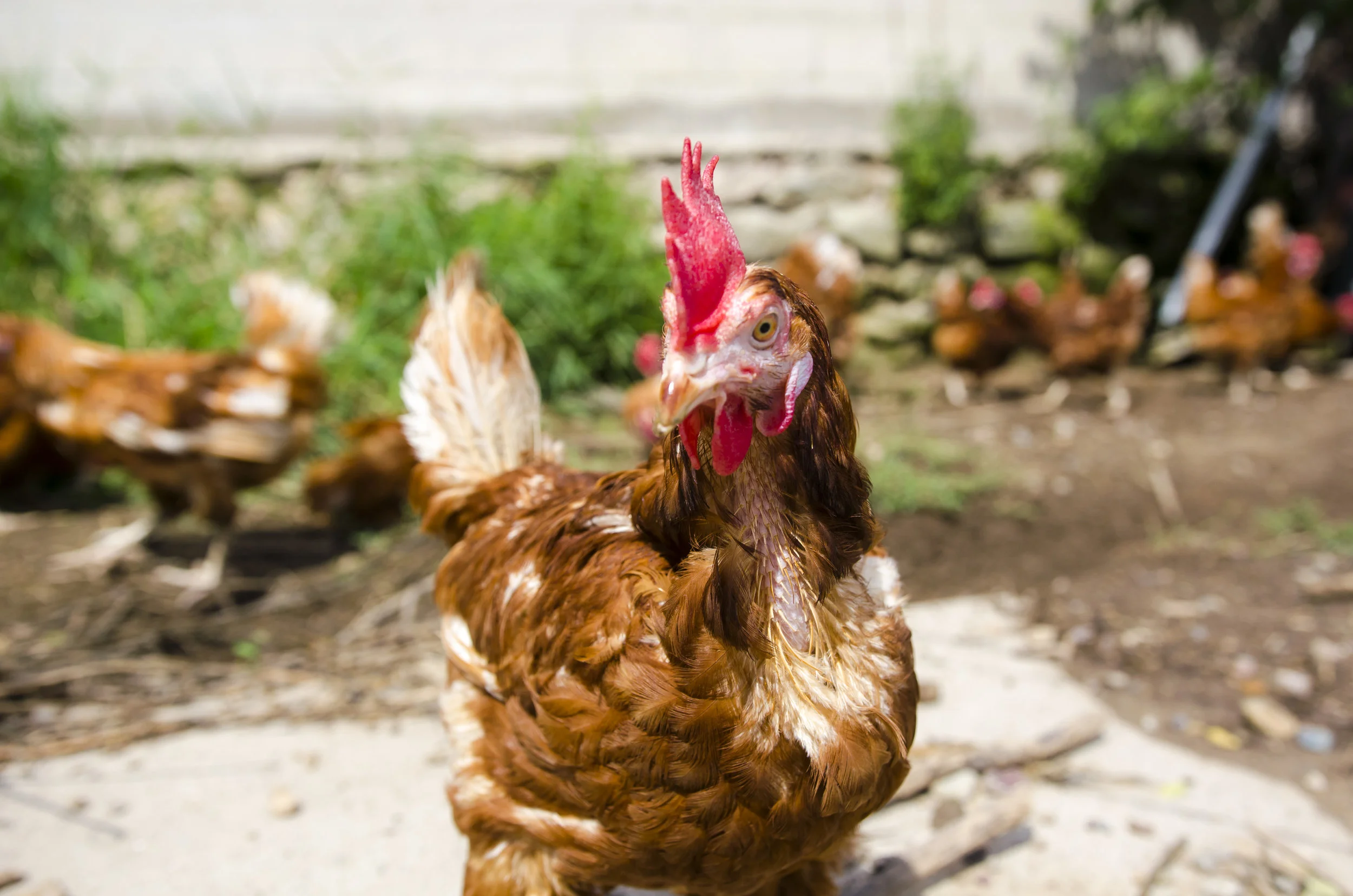 Amandas Eggs & Pasture Poultry in Elk Mound, WI (5)