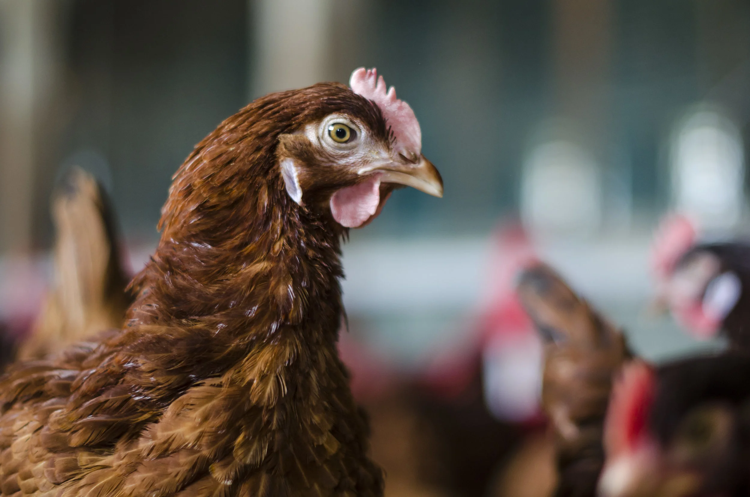 Amandas Eggs & Pasture Poultry in Elk Mound, WI (6)