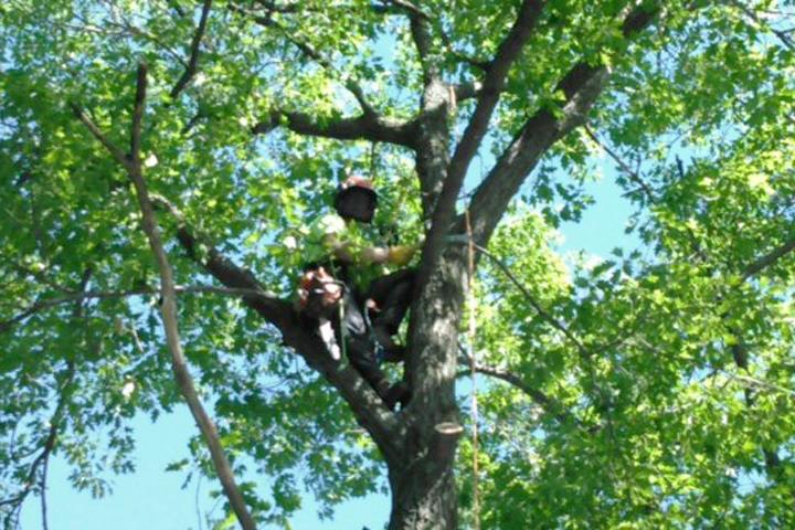 Axe Tree Service/ Axe Sustainable Woodcraft in Conrath, WI