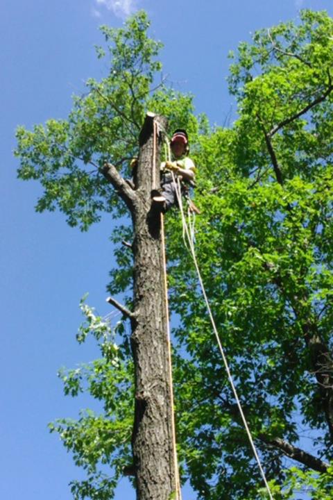 Axe Tree Service/ Axe Sustainable Woodcraft in Conrath, WI (2)